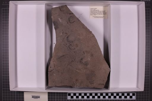 mixed taxa, stratigraphic collection