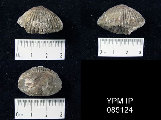 Uncinulus stricklandi