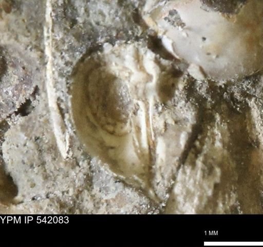 Corbulamella gregaria