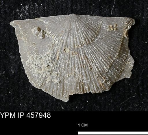 Strophodonta sp.