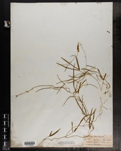Plantae