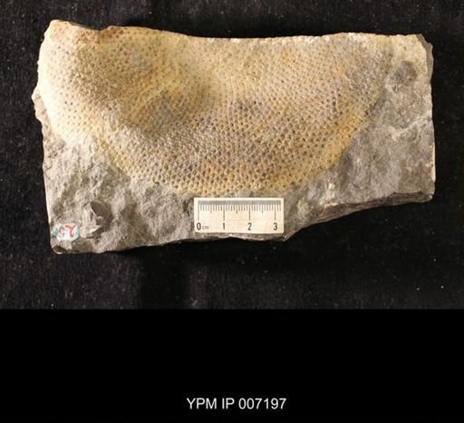 Receptaculites infundibuliformis