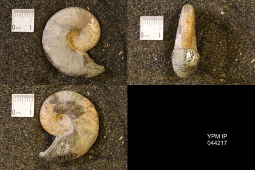Hoploscaphites nicolletii