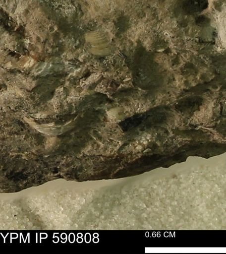 undet. Bivalvia
