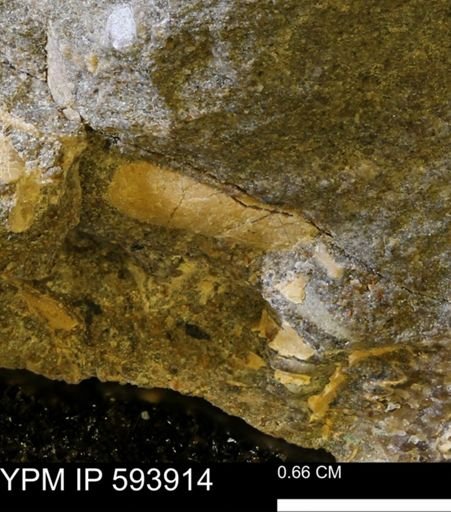 Baculites?