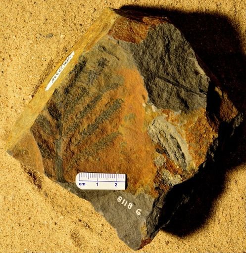 Asterophyllites sp.