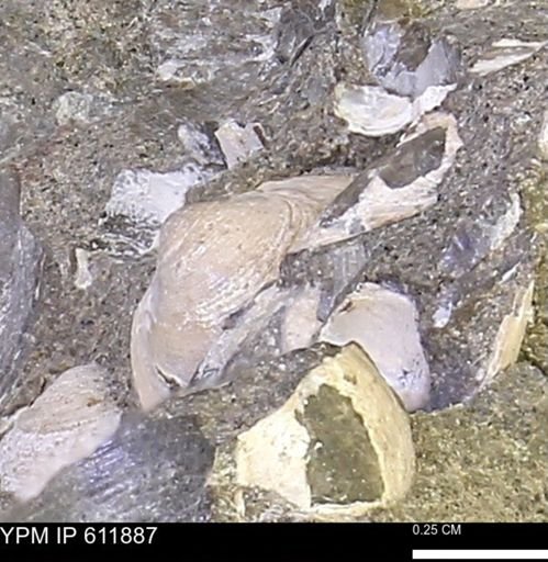 Protocardia sp.
