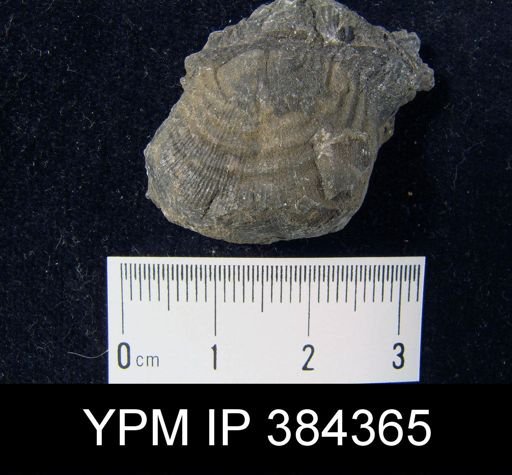 Leptaena rhomboidalis