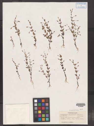 Lindernia anagallidea