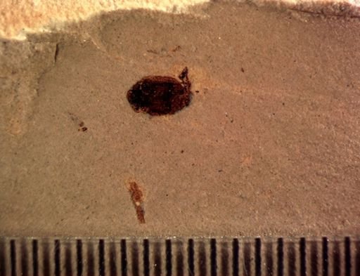 undet. Coleoptera