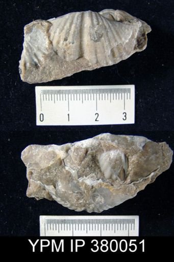 Spirifer sp.