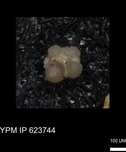 undet. Rugoglobigerinidae