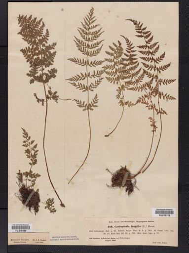 Cystopteris fragilis