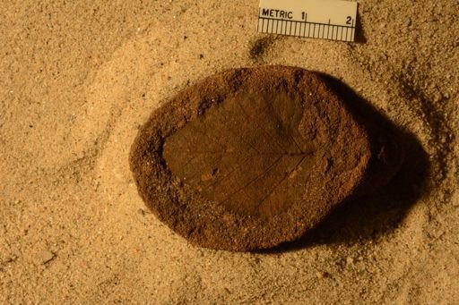 Angiospermopsida