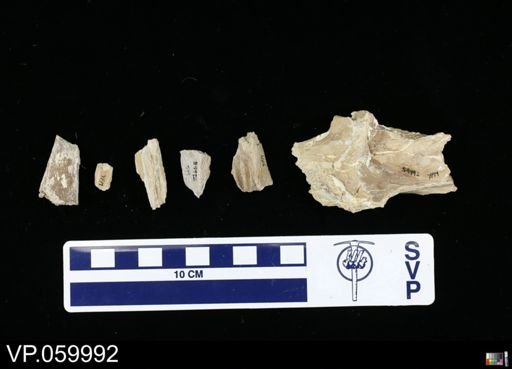 Mosasauridae?