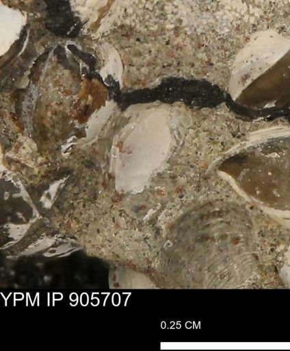 undet. Mollusca