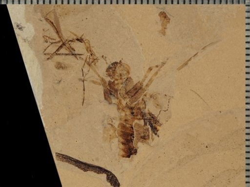 undet. Gryllidae