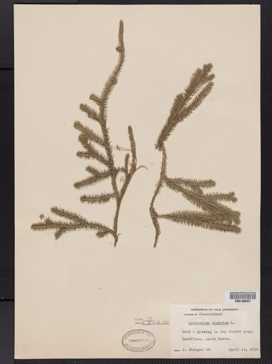 Lycopodium clavatum