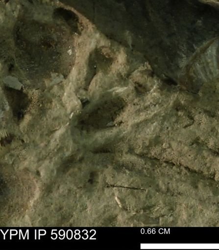 undet. Bivalvia