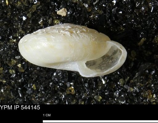 Poecilozonites (Discozonites) reinianus