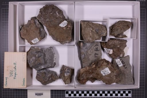 mixed taxa, stratigraphic collection
