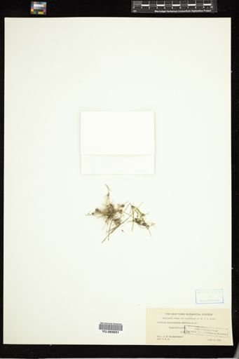 Nitella californica