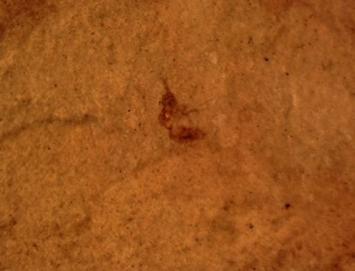 undet. Hymenoptera