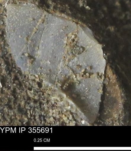 undet. Bivalvia