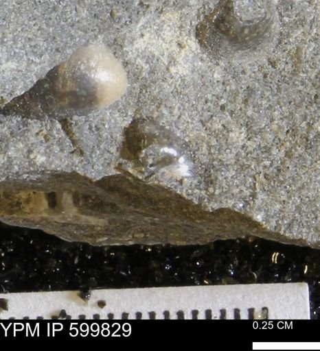 Protocardia subquadrata