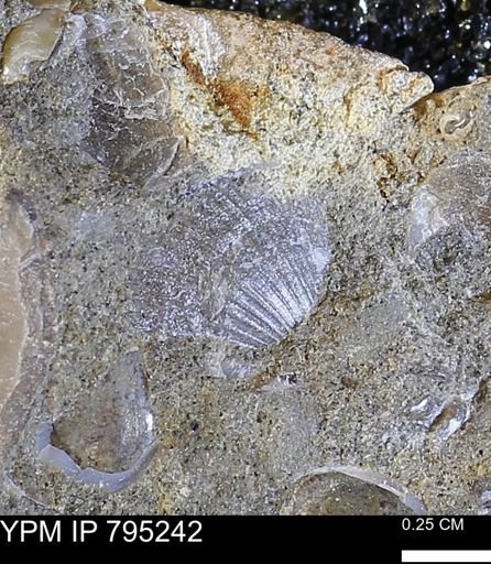 undet. Bivalvia