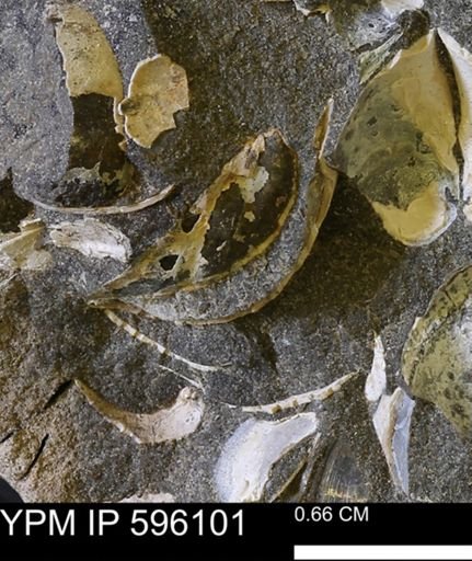 undet. Mollusca