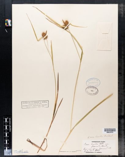 Carex lurida