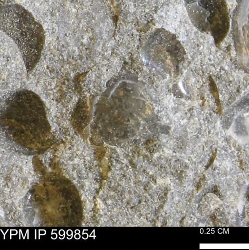 Protocardia subquadrata