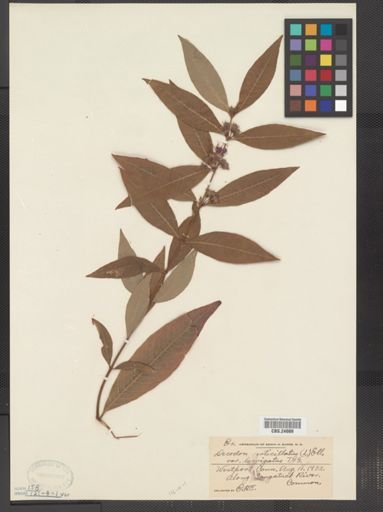 Decodon verticillatus