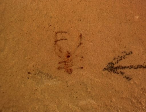 undet. Araneida