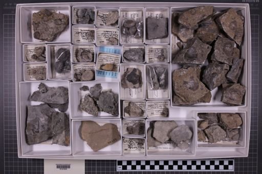 mixed taxa, stratigraphic collection