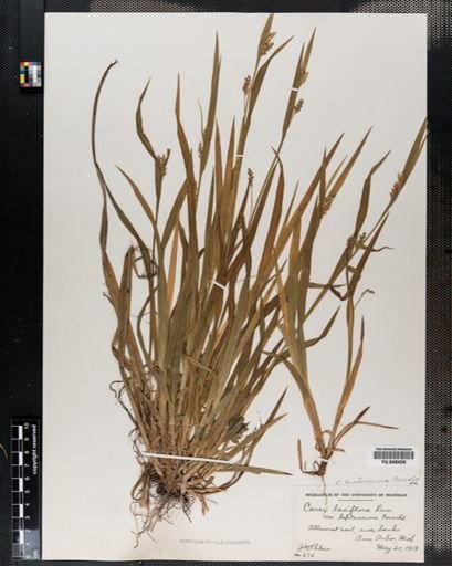 Carex leptonervia
