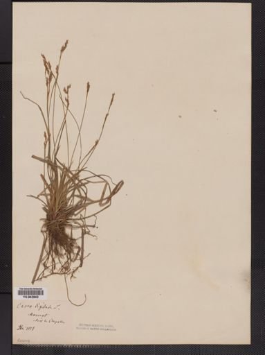 Carex digitata