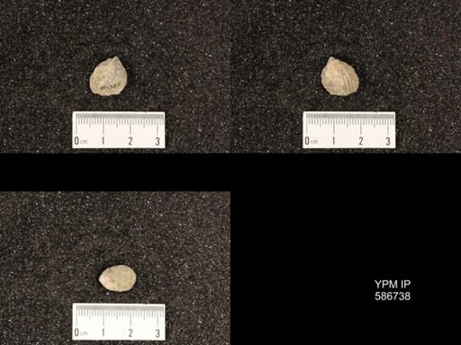 Rhynchonella mutabilis