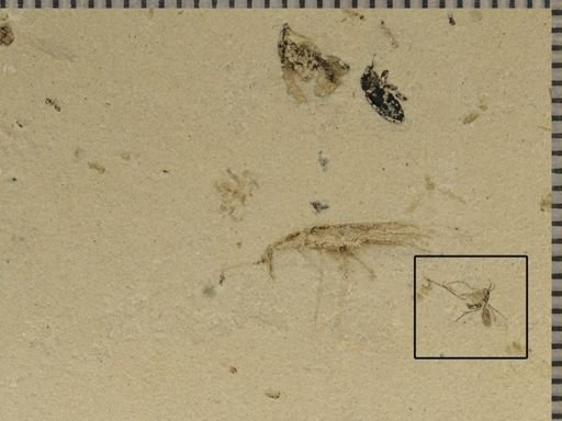 undet. Mycetophilidae