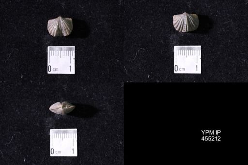 Platystrophia crassa