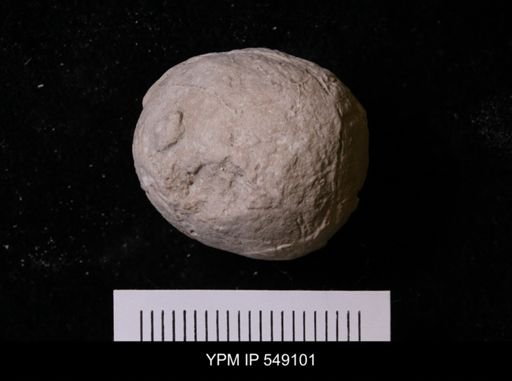 Pallichnus dakotensis