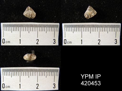 Tetracamera?