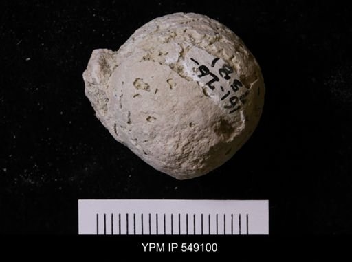 Pallichnus dakotensis