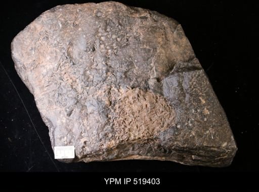 undet. Brachiopoda