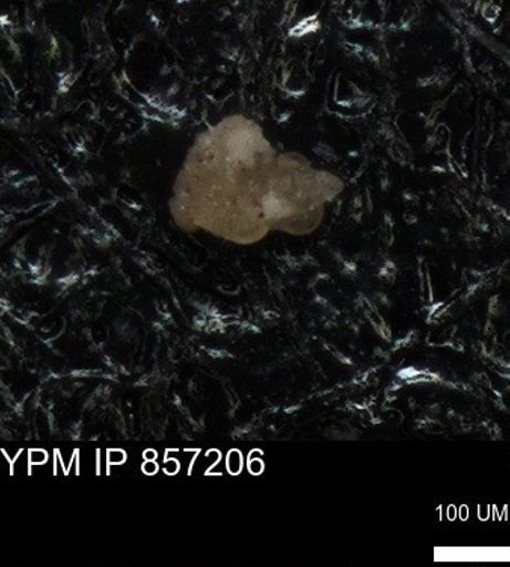 undet. Foraminiferida