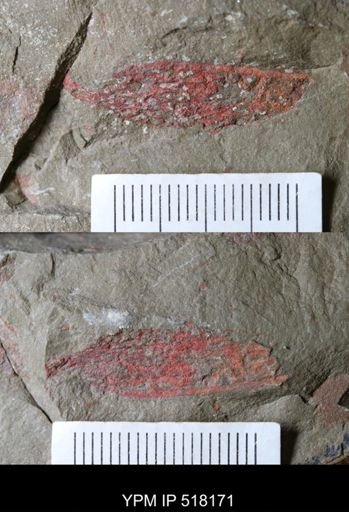 undet. Dendroidea