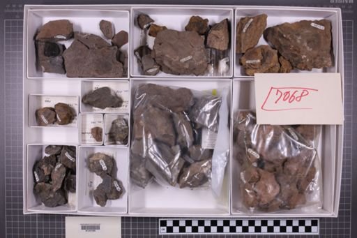 mixed taxa, stratigraphic collection