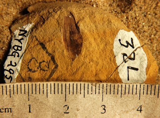 Ostrya oregoniana