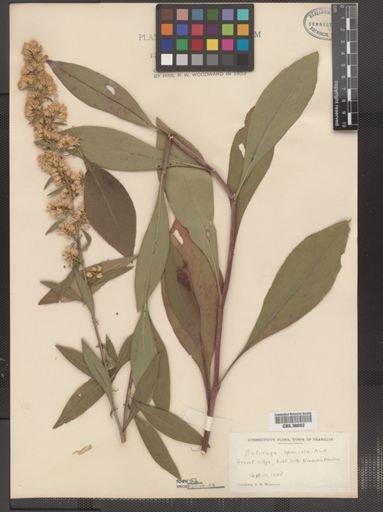 Solidago speciosa